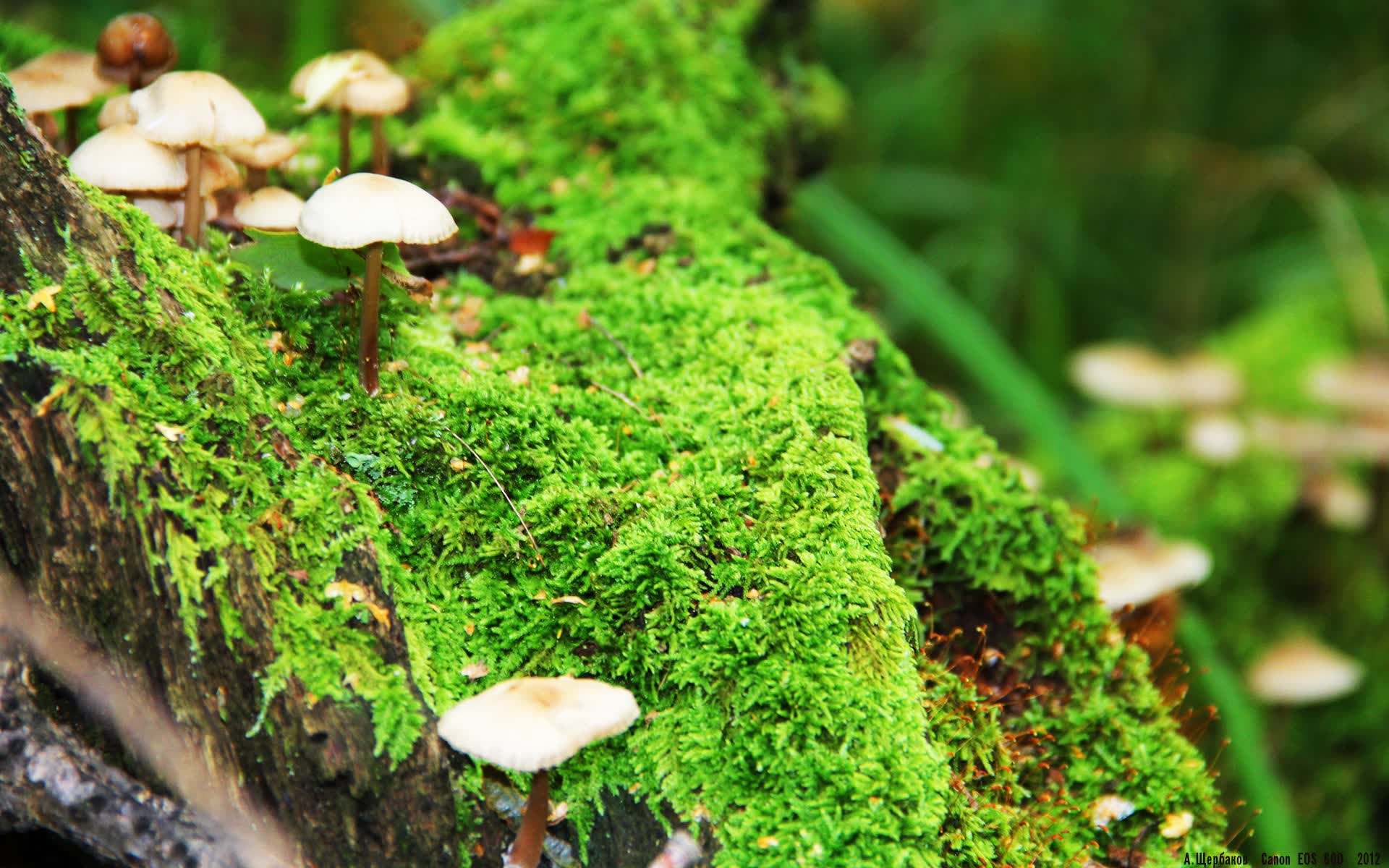 世界游泳青训导师线上研讨会报名与议题,世界游泳队